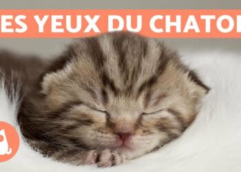 Comment déplacer une chatte avec ses chatons ?