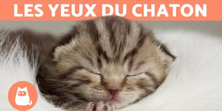 Comment déplacer une chatte avec ses chatons ?