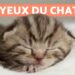 Comment déplacer une chatte avec ses chatons ?