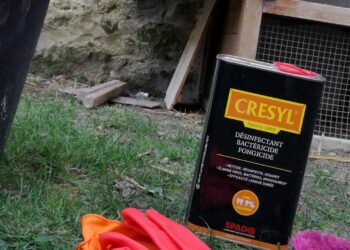 Comment désinfecter la terre du poulailler ?