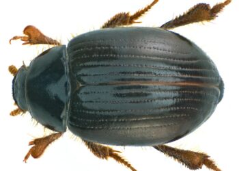 Comment désinfecter un poulailler naturellement ?