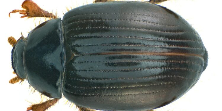 Comment désinfecter un poulailler naturellement ?