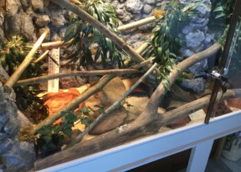 Comment désinfecter une branche pour terrarium ?