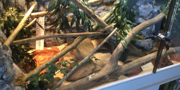 Comment désinfecter une branche pour terrarium ?