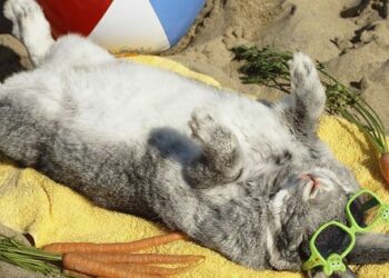 Comment déstresser un lapin nain ?