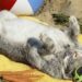 Comment déstresser un lapin nain ?