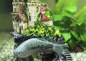 Comment déstresser un poisson ?