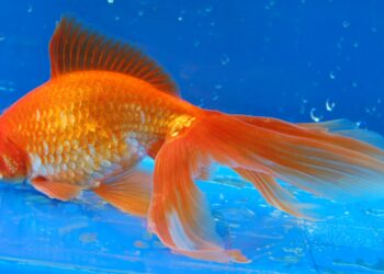 Comment déstresser un poisson rouge ?