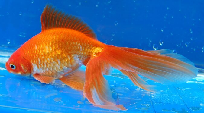 Comment déstresser un poisson rouge ?