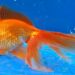 Comment déstresser un poisson rouge ?