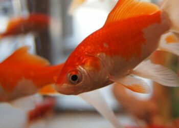 Comment déterminer l'âge d'un poisson ?