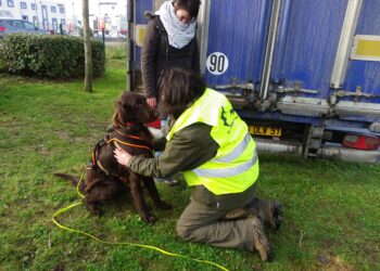 Comment développer l'odorat d'un chien ?