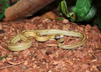 Comment devenir éleveur de reptiles ?