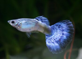 Comment différencier mal et femelle guppy ?