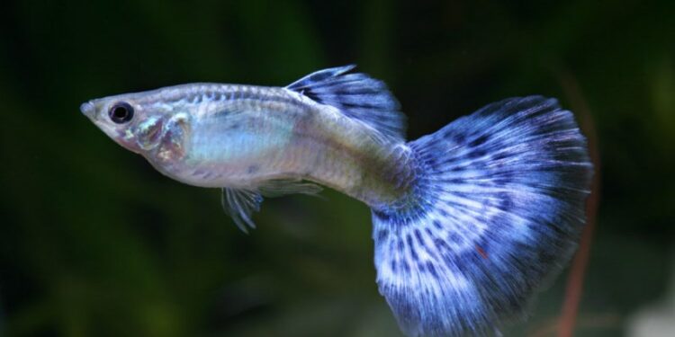 Comment différencier mal et femelle guppy ?