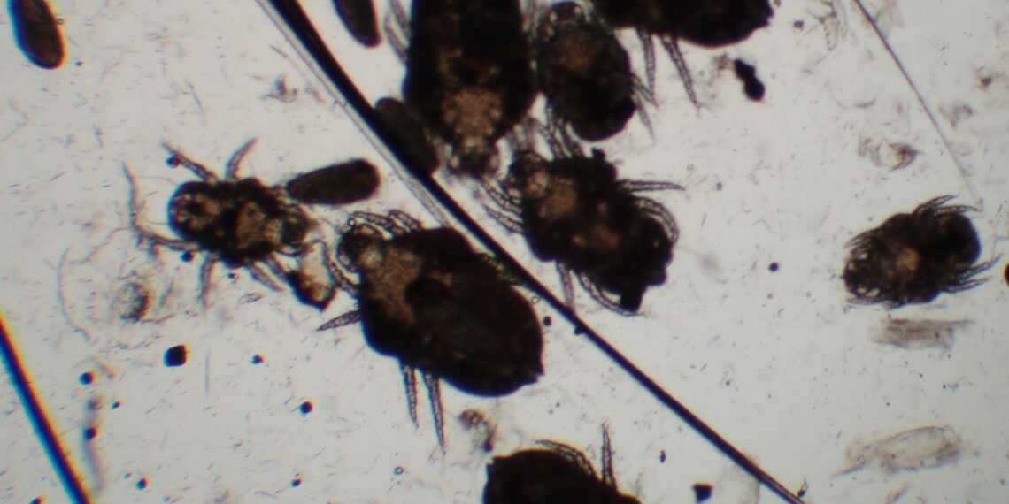 Comment différencier un poux et une puce ? Animaux Info Votre source numéro 1 d