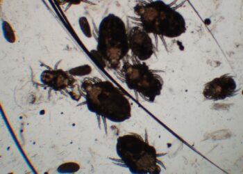 Comment différencier un poux et une puce ?