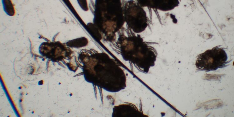 Comment différencier un poux et une puce ?