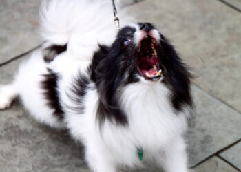 Comment dire Tais-toi en chien ?