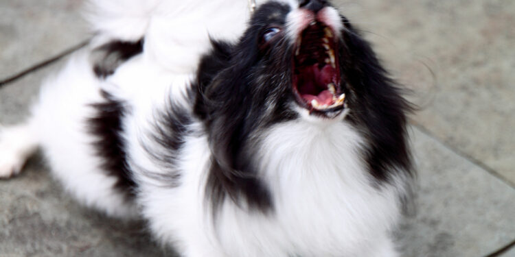 Comment dire Tais-toi en chien ?