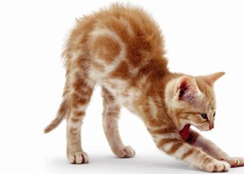 Comment dire bonjour à un chat ?