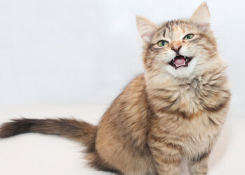 Comment dire bonjour à un chat ?