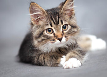 Comment dire bonjour à un chat ?