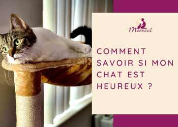 Comment dire bonjour à un chat ?