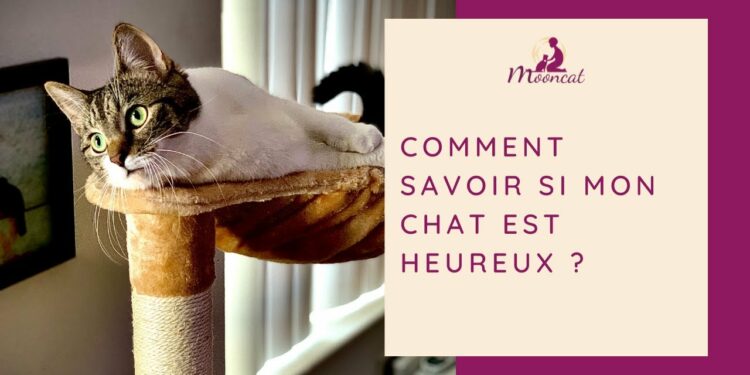 Comment dire bonjour à un chat ?