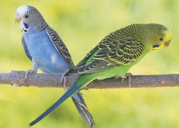 Comment dire bonjour en perruche ?