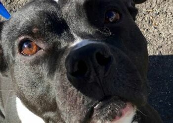 Comment dire bonne nuit à son chien ?