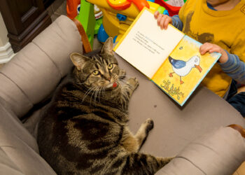 Comment dire je t'aime à un chat ?