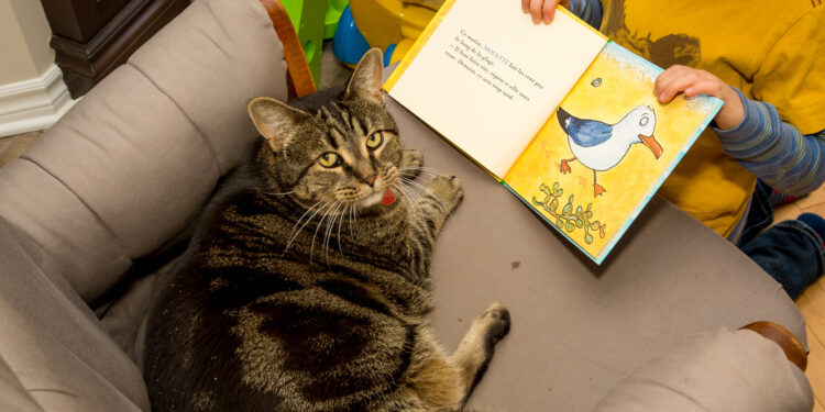 Comment dire je t'aime à un chat ?