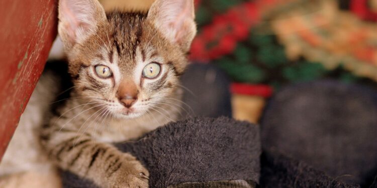 Comment dire je t'aime à un chat ?