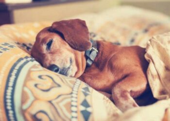 Comment dire je t'aime à un chien ?