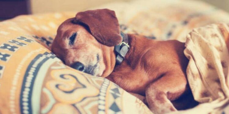 Comment dire je t'aime à un chien ?