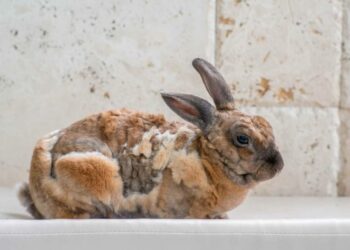 Comment dire je t'aime à un lapin ?