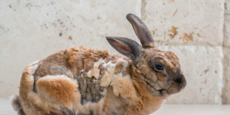 Comment dire je t'aime à un lapin ?