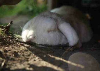 Comment dire je t'aime à un lapin ?