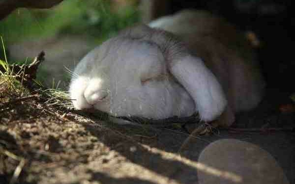 Comment dire je t'aime à un lapin ?