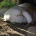 Comment dire je t'aime à un lapin ?