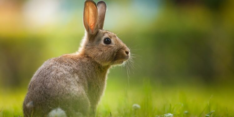 Comment dire je t'aime à un lapin ?