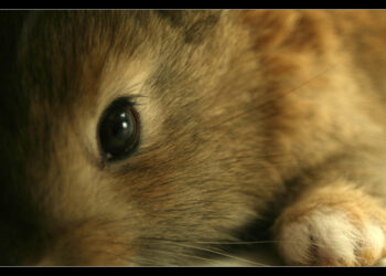 Comment dire je t'aime à un lapin ?