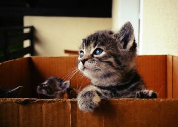 Comment dire non à un chat ?