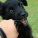 Comment dire non à un chiot ?