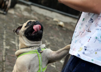 Comment dire non à un chiot ?