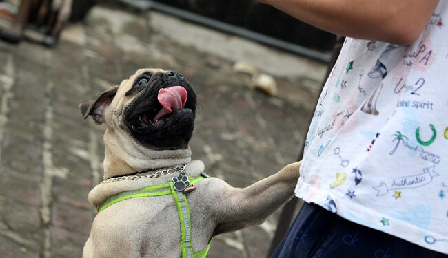 Comment dire non à un chiot ?