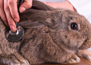 Comment dire non à un lapin ?