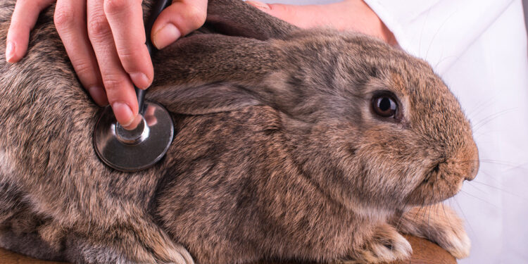 Comment dire non à un lapin ?