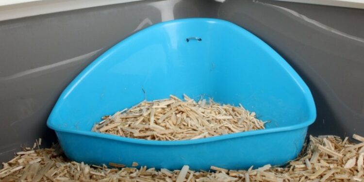 Comment dire non à un lapin ?